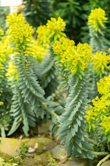 Gopher spurge or Euphorbia Rigida plant in Saint Gallen in Switzerland
