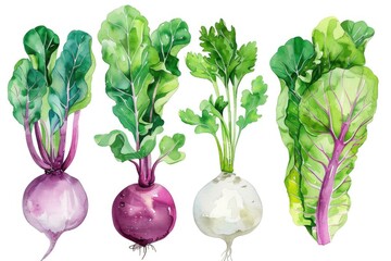 Vibrant watercolor clipart of assorted turnips alongside verdant collard greens and endive, set against a white backdrop for design versatility - obrazy, fototapety, plakaty