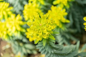 Gopher spurge or Euphorbia Rigida plant in Saint Gallen in Switzerland
