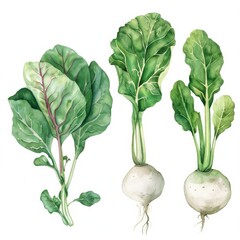 Watercolor collection of crisp turnips, lush collard greens, and delicate endive leaves on a pure white background, ideal for digital crafting