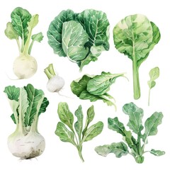 Watercolor collection of crisp turnips, lush collard greens, and delicate endive leaves on a pure white background, ideal for digital crafting - obrazy, fototapety, plakaty