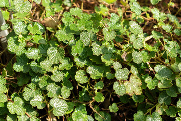 Rubus Calycinoides plant in Saint Gallen in Switzerland