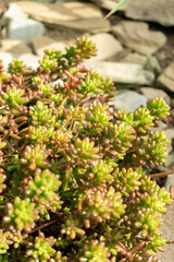 Jelly beans or Sedum X Rubrotinctum plant in Saint Gallen in Switzerland