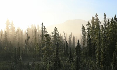 Morning fog at North Cascades National Park - Misty tundra forest