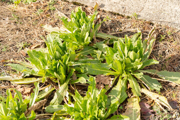 Dipsacus Sativus plant in Saint Gallen in Switzerland