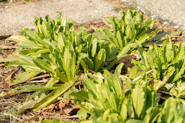 Obraz premium Dipsacus Sativus plant in Saint Gallen in Switzerland