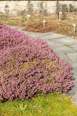 Winter heath or Erica Carnea plant in Saint Gallen in Switzerland