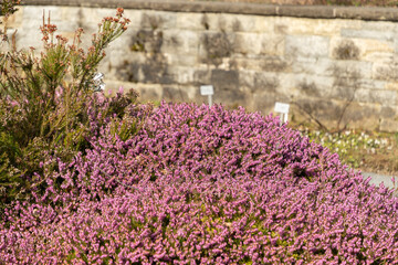 Winter heath or Erica Carnea plant in Saint Gallen in Switzerland