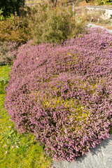 Winter heath or Erica Carnea plant in Saint Gallen in Switzerland