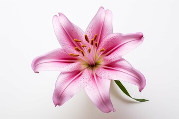 A close-up of a pink lily against a white background, with its petals spread open and its center stamen exposed