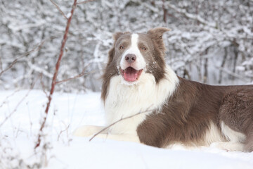 Border collie in winter