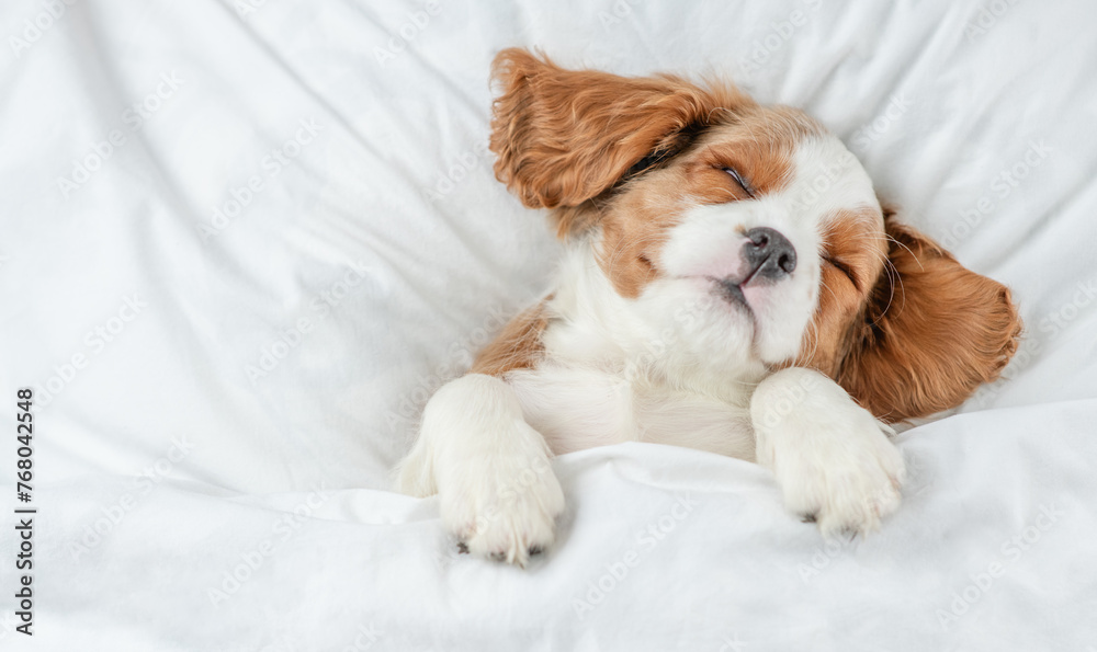 Poster cute eared cavalier king charles spaniel puppy sleeps on a bed at home. top down view. empty space f
