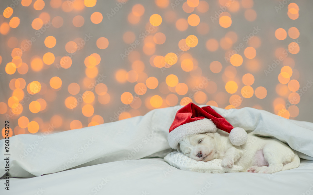 Aufkleber tiny lapdog puppy wearing red santa hat sleeps under white blanket at home on festive background. em
