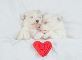 Two cozy Lapdog puppies sleep together with red heart on a bed at home. Top down view