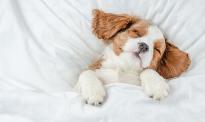 Cute eared Cavalier King Charles Spaniel puppy sleeps on a bed at home. Top down view. Empty space...