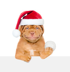 Smiling mastiff puppy wearing red santa hat holds snowball above empty white banner. Isolated on white background