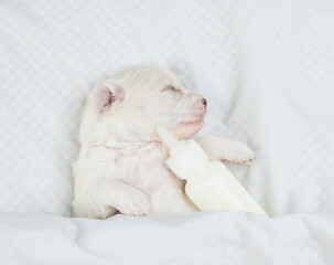 Fototapeta na wymiar Tiny white Lapdog puppy sleeps on a bed at home and hugs bottle of milk. Top down view