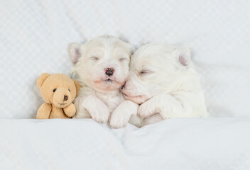 Two cute white Lapdog puppies sleep with toy bear under warm blanket on a bed at home. Top down view