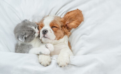 Cavalier King Charles Spaniel and tiny kitten sleep together under white warm blanket on a bed at home. Top down view. Empty space for text - 768042764