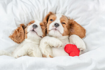 Two cozy Cavalier King Charles Spaniel puppies sleep together with red heart on a bed at home. Top down view