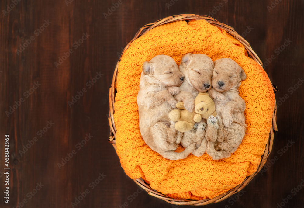Poster three tiny cozy newborn toy poodle puppies sleep inside basket. top down view. empty space for text