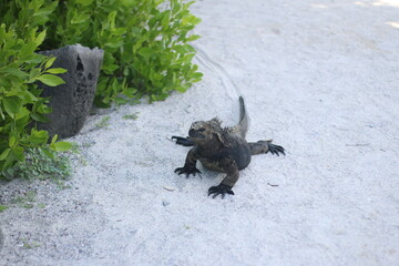Iguana marina de galápagos Ecuador.