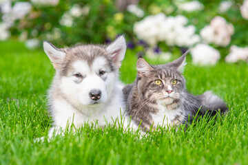 Alaskan Malamute puppy lying with adult Maine Coon cat on green summer grass