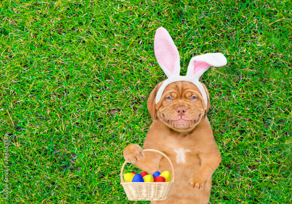 Poster happy mastiff puppy wearing easter rabbits ears holding basket of painted easter eggs and lying on i