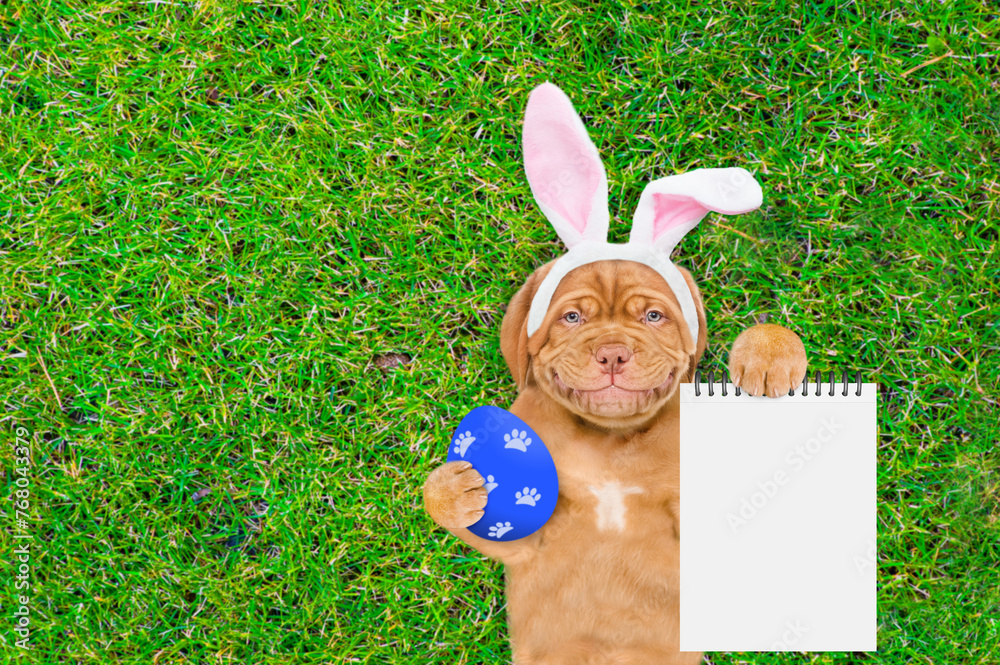Fototapete Smiling Mastiff puppy wearing easter rabbits ears holds painted easter egg and shows empty list and lies on its back on summer green grass. Top down view. Empty space for text