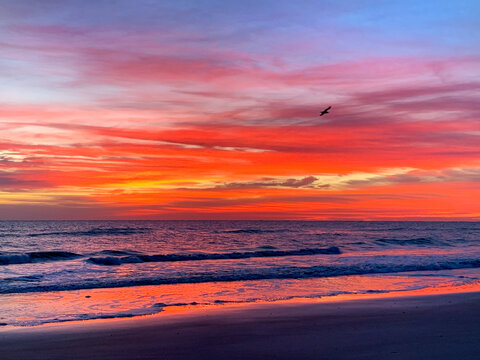 Seagull flying over a beach at sunrise