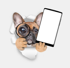French bulldog puppy looks thru the magnifying lens looks through the hole in white paper and holds big smartphone with white blank screen in it paw - 768043570