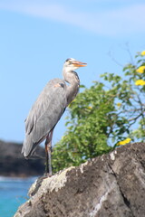 Ave marina de galapagos