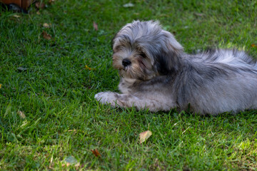 Naklejka na ściany i meble A fluffy gray and white puppy rests on green grass, exuding calm and cuteness, ideal for themes of animal care and adoption, and waiting for new home.