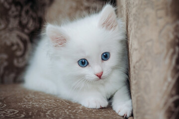 Fototapeta premium while kitten lying on sofa