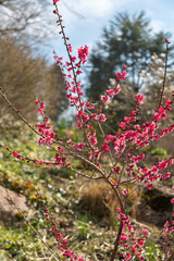 Chinese plum or Prunus Mume plant in Zurich in Switzerland