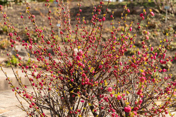 Fototapeta premium Flowering almond or Prunus Triloba plant in Zurich in Switzerland