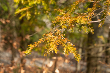 Common yew or Taxus Baccata plant in Zurich in Switzerland