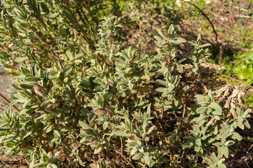 Grey leaved cistus or Cistus Albidus plant in Zurich in Switzerland
