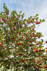 Common holly or Ilex Aquifolium plant in Zurich in Switzerland
