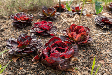 Cichorium Intybus var Foliosum Verona plant in Zurich in Switzerland