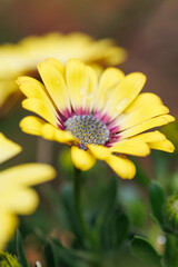 黄色いオステオスペルマムの花