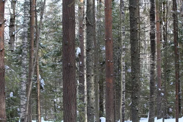 Fototapeten pine forest in winter © алексей семиколенных