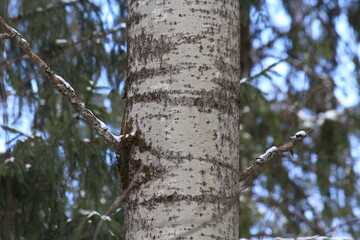 aspen tree trunk