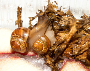 A pet snail in an aquarium.Snail garden background.An aquarium snail.The garden snail is a terrestrial gastropod mollusk.