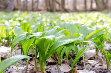 Wild garlic, commonly known as ramp, chives, wild garlic. Young leaves of Allium tricoccum, wild garlic in the spring forest close-up. Young shoots wild garlic.