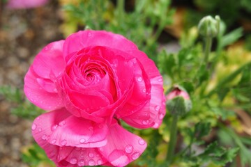 真っ赤に咲く満開の花