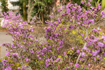 Fototapeta premium Rhododendron Smirnowii plant in Zurich in Switzerland