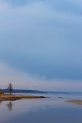 Obraz premium tree on the beach
