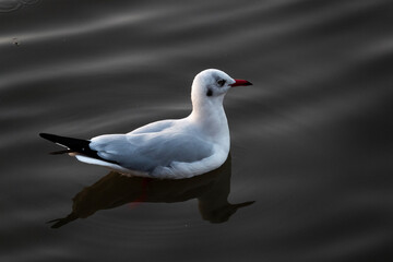 Milicanvas Tranquil Evening Ocean Scene Serene Home Décor Premium Canvas Print Capturing the Mesmerizing Beauty of the Seaside, Enhanced by the Soothing Soundtrack of Seagulls, Perfect for Those Seeki