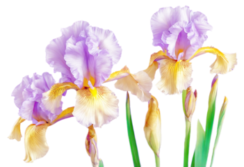iris germanica) background Close-up flower bearded iris Postcard (Iris purple Cultivated flowers